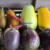 4種類の茄子、自家採種用で収穫しました🎵