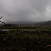 コナラの伐木　水路への転落　Logging the oak