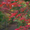 小林紅葉園2017年11月14日の写真