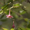 軽井沢の５月の花