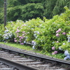 大平台 あじさいの小径｜箱根登山鉄道あじさいの名所 2023年（開花状況、撮影スポット、見どころ、行き方）