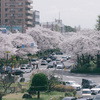 桜満開、国立 大学通りとさくら通りを花見さんぽ