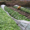 今週の野菜