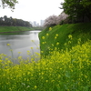 千鳥ヶ淵に桜を見に行く