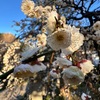 梅・紅梅・白梅を詠んだ短歌１　　我妹子（わぎもこ）が植ゑし梅の木見るごとに心咽（む）せつつ涙し流る　大伴旅人　　酒杯（さかづき）に梅の花浮かべ思ふどち飲みての後は散りぬともよし　大伴坂上郎女　　雪の上に照れる月夜に梅の花折りて送らむはしき子もがも　大友家持　　ひとはいさこころもしらずふるさとは花ぞ昔の香ににほいける　紀貫之　　この寝ぬる朝明（あさけ）の風にかをるなり軒端（のきば）の梅の春の初花　源実朝　　梅が香を谷ふところに吹きためて入り来む人に染めよ春風　西行