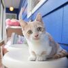 遊んでもらうの大好き♡マンチカンちゃん（・∀・）