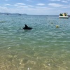 福井県の海水浴場にイルカ出現！？見られたらラッキー♪だけど良い子は近づかないでね