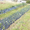 晩生玉ねぎの草取りと追肥