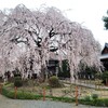 【京都】『本満寺』に桜を見に行ってきました。しだれ桜