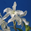  Dendrobium nobile f.virginalis 