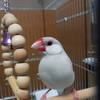 文鳥お迎え