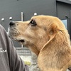 ビーグル犬