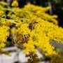 10月の花など（2022年）