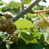 植物仙人と見る 春に咲く白い花  キウイフルーツ＆猿梨