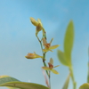 Epidendrum compressum