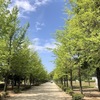 新緑の松山城山公園