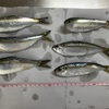 サッパの酢漬け