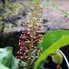 花が脇役の珍しい植物です。