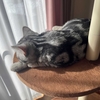 キャットタワーが壊れるまで