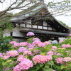 あじさい寺「本土寺」は紫陽花と花菖蒲を楽しめるおすすめスポット！見頃はいつ？2025年開花状況と見どころを紹介｜混雑状況、入場料、駐車場、アクセス（千葉県松戸市）