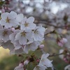 桜、咲く