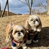 のんびりのびのびお散歩