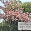 (巻四十四)  つひにゆく道とはかねて聞きしかど昨日今日とは思はざりしを(伊勢物語在原業平)