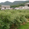 三迫農園は草抜き　自由活動はボーリング　パンの納品など
