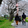 桜祭り