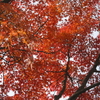 2015年鎌倉紅葉のまとめ。長谷寺と源氏山公園に紅葉を見に行ってきました。