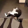 アピール