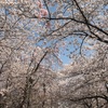 春ドッカーン桜写真を添えて