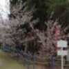 西法寺にのみ存在する桜の貴重種の保護・増殖