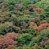 箱根散歩 -湯元小学校でミニバス観戦