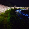 夜桜・流れ星　ｉｎ　下賀茂