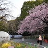 🌸上野恩賜公園 入口の早咲き桜がもうすぐ満開です😊