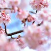 新宿御苑の寒桜で前ボケ写真とメジロを狙う！