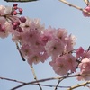鶏舎の桜2019