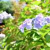 ハイキーな紫陽花