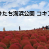 ひたち海浜公園のコキアが見頃なので行ってきたレポート！注意点まとめ【2020年】