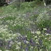 スイス高原に咲く草花の魅力（５）