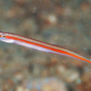 No.114 ダイダイオオメワラスボ (Gunnellichthys viridescens) 