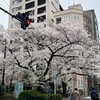 2024年の桜・さくら・サクラ：今年の桜はあっという間に咲いてあっという間に散ってしまった