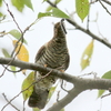 毛虫を食べるツツドリ（赤色型）