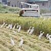 旅立ち前に腹ごしらえ　県内の田んぼにアマサギの群れ（徳島県）