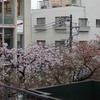 石神井公園と花散らしの雨（2015/4/5）