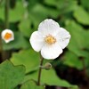 ４月の花・その２