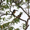 ムナフチュウハシ Collared Aracari