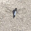 天地をつなぐ鳥