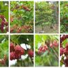 「紅更紗満天星の花が咲きました」　MY　GARDEN　2021.05.21日撮影